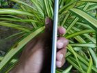 Apple iPhone 6S Plus (Used)