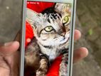 Apple iPhone 7 good (Used)