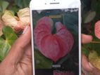 Apple iPhone 7 Plus i pon 128 (Used)