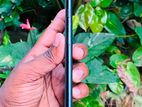 Apple iPhone 7 Plus (Used)