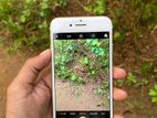 Apple iPhone 7 (Used)