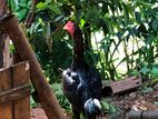 Farm Hen