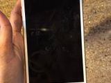 Apple iPhone 8 Plus 64 GB (Used)