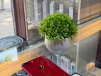 Apple iPhone 8 Plus 64GB (Used)