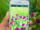 Apple iPhone 8 (Used)