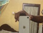 Apple iPhone SE 2 (Used)