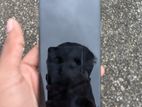 Apple iPhone X (Used)