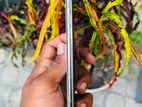 Apple iPhone X (Used)