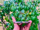Apple iPhone XS (Used)