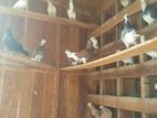 apple kondai pigeons