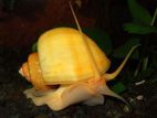 Apple Snail