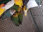 African Love Birds