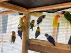 African Love Birds