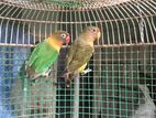 අප්‍රිකල් ඔබට