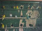 African Birds - අප්රිකන්