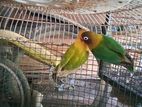 අප්‍රිකන් ලව්බර්ඩ්