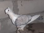 Pigeon