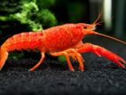 Aquarium Crayfish
