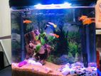 Aquarium Fish Tank