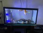 Fish Tank