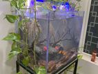 Aquarium Fish Tank with Filter