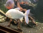 Aquarium Fishes Set