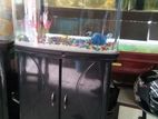 Aquarium Fish Tank