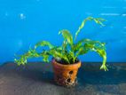 Aquarium Live Plants