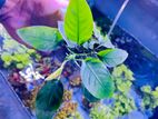 Aquarium Plants Anubias