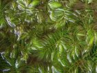 Aquarium Plants
