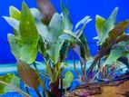 Aquarium Plants