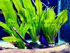 Aquarium Plants