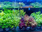 Aquarium Plants