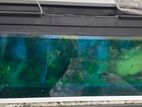Aquarium Tank with Oscar Fish