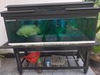 Aquarium Tank with an Oscar