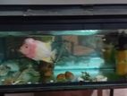 Flowerhorn Fish with Aquarium