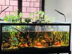 Aquascaping Services