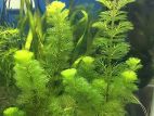Aquatic plant