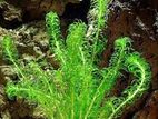 Aquatic Plant (Natural Plant)