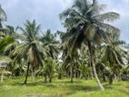 Arachchikattuwa : 14 acres young Coconut Estate for Sale