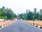 ARALIYA BLOSSOM - NEAR GAMPAHA CITY