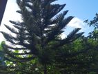 Araucaria Palm Tree(Xmas Tree)