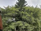 Araucaria Plant Christmas Tree