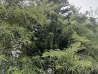 Araucaria Plant Christmas Tree