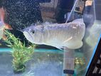 Arowana Fish