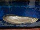 Arowana Fish