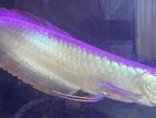 Arowana Fish