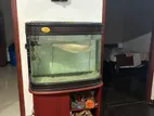 Arowana with Tank and Stand