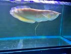 Arowana Fish