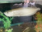 Arawana Fish